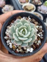 กุหลาบหิน Echeveria derenbergii