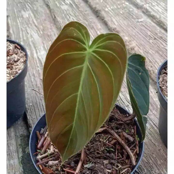 Philodendron Melano Lazada Indonesia