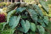 ไฮโล เบย์ colocasia hilo bay