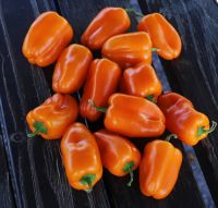 เมล็ดพันธุ์พริกปาปริก้า ฮามิค สีส้ม (Orange Paprika Hamik Sweet Pepper) บรรจุ 25 เมล็ด ของแท้ คุณภาพดี ราคาถูก นำเข้าจากต่างประเทศ