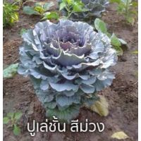 เมล็ดพันธุ์ ปูเล่ชั้น สีม่วง ( Purple Ornamental Cabbage ) บรรจุ 10 เมล็ด