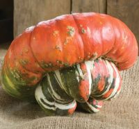 เมล็ดพันธุ์ฟักทองหมวกเติร์ก(Turks Turban Pumpkin Seed)บรรจุ 10 เมล็ด ของแท้ คุณภาพดี ราคาถูก นำเข้าจากต่างประเทศ