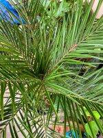 ต้นปาล์มสิบสองปันนา Pygmy date palm ไม้ประดับ(80-90cm)ส่งแบบถุงดำ