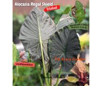 อโลคาเซีย รีกัลชิลด์ ไม้ใบตกแต่งบ้าน (Alocasia Regal Shield)