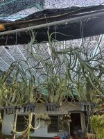 Tillandsia flexuosa

ใบเรียวแหลม
งดเจอกับแสงพระอาทิตย์โดยตรง