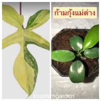 [ส่งฟรี] Philodendron Florida beauty ก้ามกุ้งแม่ด่าง ราคาแต่ละต้นตามเบอร์ในรูปค่ะ