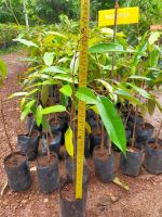 ต้นทุเรียนหมอนทอง  (เสียบยอด) ต้นสูง60-65cm.
เป็นสายพันธุ์ที่มีกลิ่นไม่แรงมาก รสชาติอร่อยหวานกำลังดีเนื้อกรอบนอกนุ่มใน