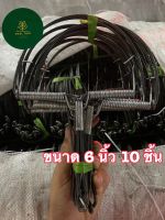 ?กับ 6 นิ้ว 10 ชิ้น 123 บาท พร้อมส่ง?