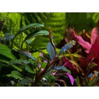 Bucephalandra ‘titan’