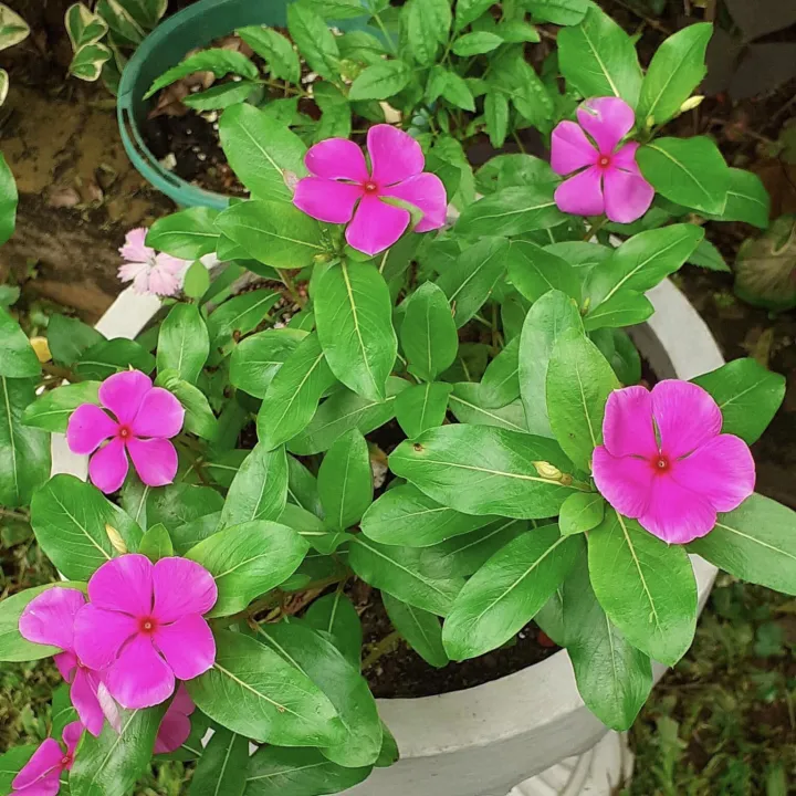 Vinca Carmina Pink Flower 5 Seeds Outdoor Garden Plant | Lazada PH