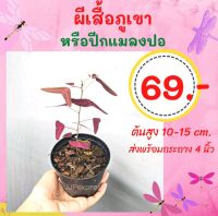 ถูกมาก!! ผีเสื้อภูเขา(ปีเเมลงปอแดง)ไซส์ S ในกระถาง 4 นิ้ว ต้นสูง 10-15 ซม. ค่าส่งถูก