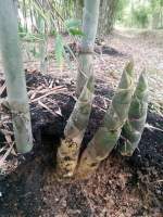 ต้นไผ่บงหวาน ไผ่ทานดิบได้หวานกรอบเหมือนยอดมะพร้าว ต้นพันธุ์แข็งแรงพร้อมปลูกปลูก 6 เดือน ได้ทานหน่อ