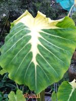 Colocasia Nancy ต้นสูง30-40 cm กระถาง 3นิ้ว ต้นแม่หน้าสวยมาก