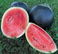 เมล็ดพันธุ์ แตงโม แบล็คไดมอนด์ (Black Diamond Watermelon Seed) ผลใหญ่ 17-20 กิโลกรัม บรรจุ 5 เมล็ด