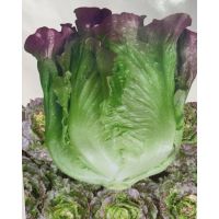 เมล็ดพันธุ์ ผักกาดหอมอิตาลี สีแดงอ่อน (Red Italian Lettuce Seed) บรรจุ 100 เมล็ด หัวใหญ่