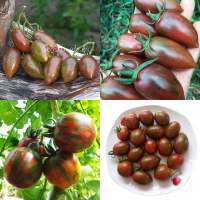 เมล็ดพันธุ์ มะเขือเทศ หยกม่วง และ มะเขือเทศมุกม่วง หรือ มะเขือเทศลายเสือ ( Purple Jade Tomato Seed ) ความหวาน 9.8 Brix. บรรจุ 20 เมล็ด