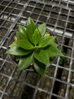 Hoya pachyclada small leaf กระถาง 5นิ้ว