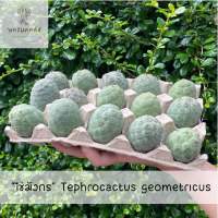 ไข่มังกร แคคตัสไข่มังกร (tephrocactus geometricus) หน่อเด็ดสด กระบองเพรช