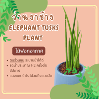 ว่านงาช้าง African Spear plant