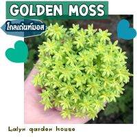 ?? Golden Moss  (โกลเด้นท์มอส) ไม้ในร่ม และเจอแดดรำไร แตกกิ่งก้านเอง สีเขียวสดใสน่ารักมากๆค่ะ ??