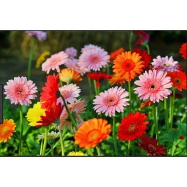 เมล็ดพันธุ์-ดอกเยอร์บีร่า-gerbera-mix-คละสี-บรรจุ-10-เมล็ด