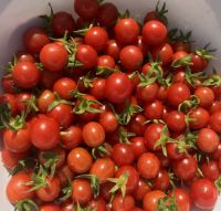 เมล็ดพันธุ์มะเขือเทศเชอร์รี่ เม็กซิโก มิดเจ็ท (Mexico Midget Cherry Tomato Seed) บรรจุ 25 เมล็ด ของแท้ คุณภาพดี ราคาถูก นำเข้าจากต่างประเทศ