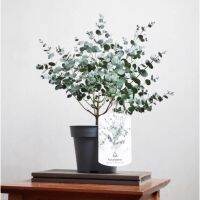 ต้น ยูคาลิปตัส นำเข้า Eucalyptus "BABY BLUE" ?แนว ยุโรป นอร์ทติก ระเบียง คอนโด คาเฟ่ สวน บ้าน ร้าน กาแฟสด หอ แฟลต