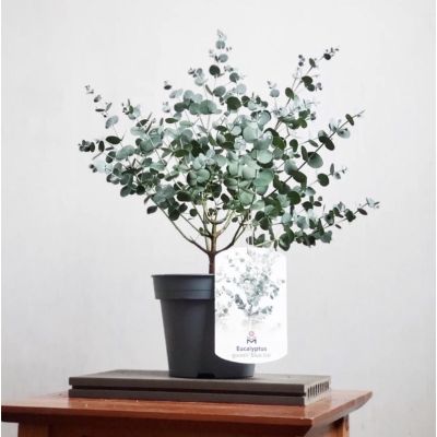 ต้น ยูคาลิปตัส นำเข้า Eucalyptus "BABY BLUE" 🍀แนว ยุโรป นอร์ทติก ระเบียง คอนโด คาเฟ่ สวน บ้าน ร้าน กาแฟสด หอ แฟลต