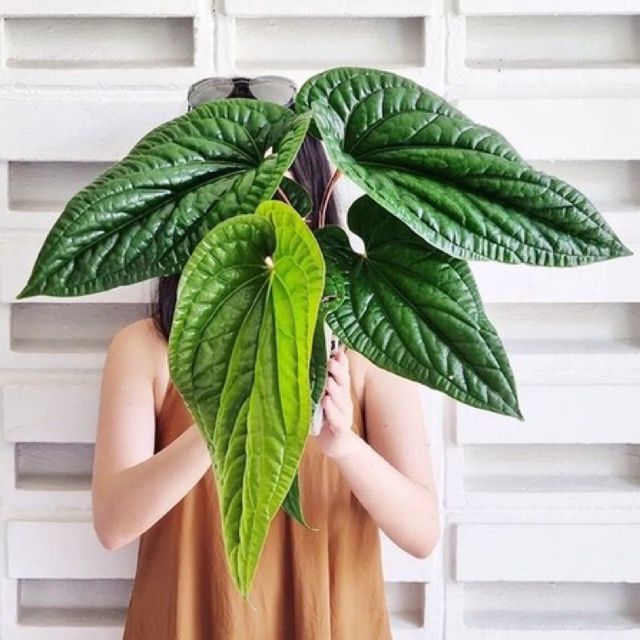 MONSTERA RADICANS | Lazada Indonesia