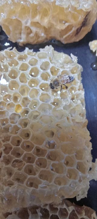 รวงผึ้งน้ำผึ้งคุณเติม