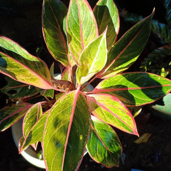 Aglaonema pink lipstick | Lazada PH