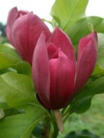 จำปาสีแดง  จำปาแดง หรือ แมกโนเลีย จำปีแดง เป็นไม้หอมนำเข้า (Magnolia soulungiana Soul.) ต้นสูง 65-80 ซม ในถุงชำ ดอกสีแดง ขนาดดอกขนาดใหญ่ สีแดงสดสวยงามมาก และมีกลิ่นหอมอ่อนๆ ทั้งวัน เป็นไม้ยืนต้นทรงพุ่มขนาดเล็ก ที่นำเข้ามาจากต่างประเทศ รับประกันการจัดส่ง