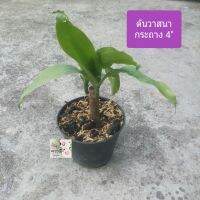 ต้นวาสนา Dracaenas 
กระถาง 4"
เป็นต้นไม้มงคล เสริมโชคลาภวาสนาบารมี เสริมความเจริญรุ่งเรือง
เลี้ยงง่าย ชอบแดดรำไร
เป็นไม้อายุยืน ใบสีเขียวยาว
เมื่อโตเต็มที่แล้ว และอากาศเย็น ต้นจะออกดอกให้เชยชม 
ดอกมีลักษณะเป็นช่อพวงสีครีม ดอกจะบานตอนเย็นและจะโชยกลิ่นหอม