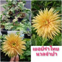 เยอบีร่าไทย นวลจำปา Thai Gerbera ไม้สะสม ไม้หายาก