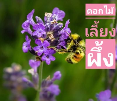 ดอกไม้เลี้ยงผึ้ง 🐝เมล็ดพันธุ์ดอกไม้เลี้ยงผึ้ง 🐝🌺 BEE FLOWERS SEED☘️บรรจุ 2กรัม