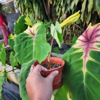 บอนโคโลคาเซีย ซันซายน์ Colocasia Sunshine  จัดส่งแบบตะกร้า