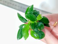 (กอใหญ่) Anubias nan ‘Petite’