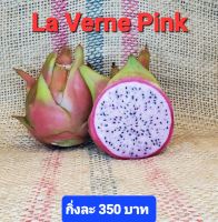 แก้วมังกรพันธุ์ Lavern Pink