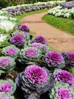 เมล็ดพันธุ์ปูเล่ประดับคละสี คละสายพันธุ์ Mix Ornamental Cabbage Seed บรรจุ 50 เมล็ด ของแท้ คุณภาพดี ราคาถูก นำเข้าจากต่างประเทศ