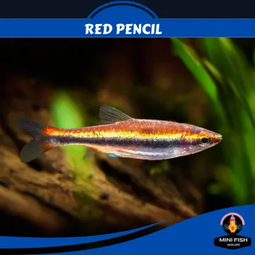 Buy Pencil Fish online