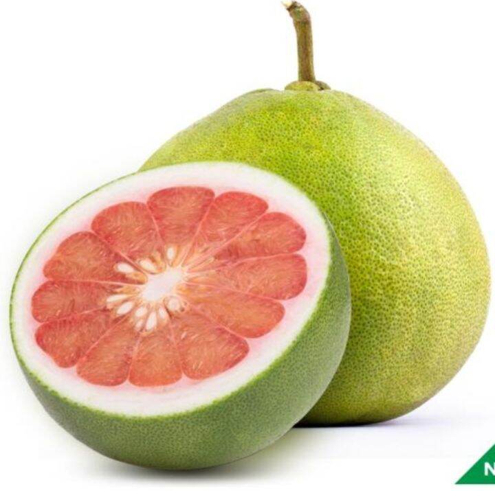 Pomelo pink seedling live plant Lazada PH