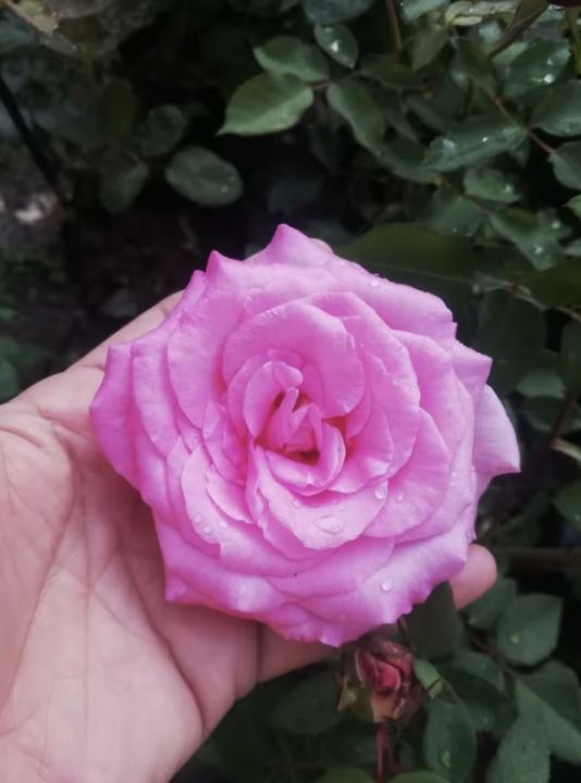 ต้นไม้สวยๆ-ต้นกุหลาบสีชมพู-ความหมายของดอกกุหลาบสีชมพูคือ-การชื่นชนและการเชิดชูบูชา-นอกจากการให้กับคู่รักแล้ว-ดอกกุหลาบสีชมพูยังเหมาะแก่การให้กับเพื่อนสนิทหรือครูอาจารย์
