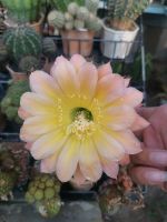 กระบองเพชร cactus ไม้นำเข้าจากยุโรป หน่อเด็ดสด สีใหม่ Echinopsis สีเหลืองตรงกลาง  ขนาดหน่อ 2.5 - 3.2 ซม. ดอกมีขนาดใหญ่ สามารถสกราฟตอสามเหลี่ยม ดอกมาง่ายครับ น่าสะสม