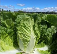 เมล็ดพันธุ์ผักกาดขาวหัวใหญ่ นาปา ไวท์ (Napa White Giant Cabbage Seed) บรรจุ 100 เมล็ด ของแท้ คุณภาพดี ราคาถูก นำเข้าจากต่างประเทศ