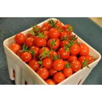 เมล็ดพันธุ์ มะเขือเทศเชอรี่ (Red Cherry Tomato Seed) บรรจุ 20 เมล็ด รสชาดหวานอมเปรี้ยว