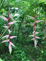 หน่อพันธ์ุเฮลิโคเนีย เซ็กซี่พิงค์ Heliconia Chartacea”Sexy pink” ดอกสีชมพู ไม้เมืองร้อน ปลูกง่าย ให้ดอกทั้งปี ดอกสวยมาก