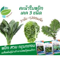 ผัก เคล 3 ชนิด คะน้าใบหยิก ชนิดละ 400 เมล็ด นำเข้าจากUSA (Kale) ไดโนเคล บลูเคล เรดเคล เมล็ดผักเคล เมล็ด​พันธุ์​คะน้า