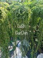 LuSh GarDen ต้นเดฟกระดุม”ใบเขียว” กระถาง 10” พร้อมแขวน ☘️☘️