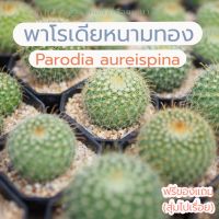 แคคตัส พาโรเดีย หนามทอง (Parodia aureispina) ไม้เมล็ด ขนาด 4 ซม. ขึ้นไป