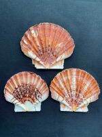 iceland scallop shell หอยเชลล์ไอซ์แลนด์แบน 9-13cm